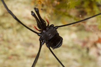 Media type: image;   Invertebrate Zoology 29217